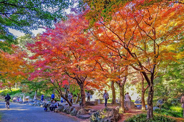万博記念公園（日本庭園・自然文化園）丨安哥拉万博-26
