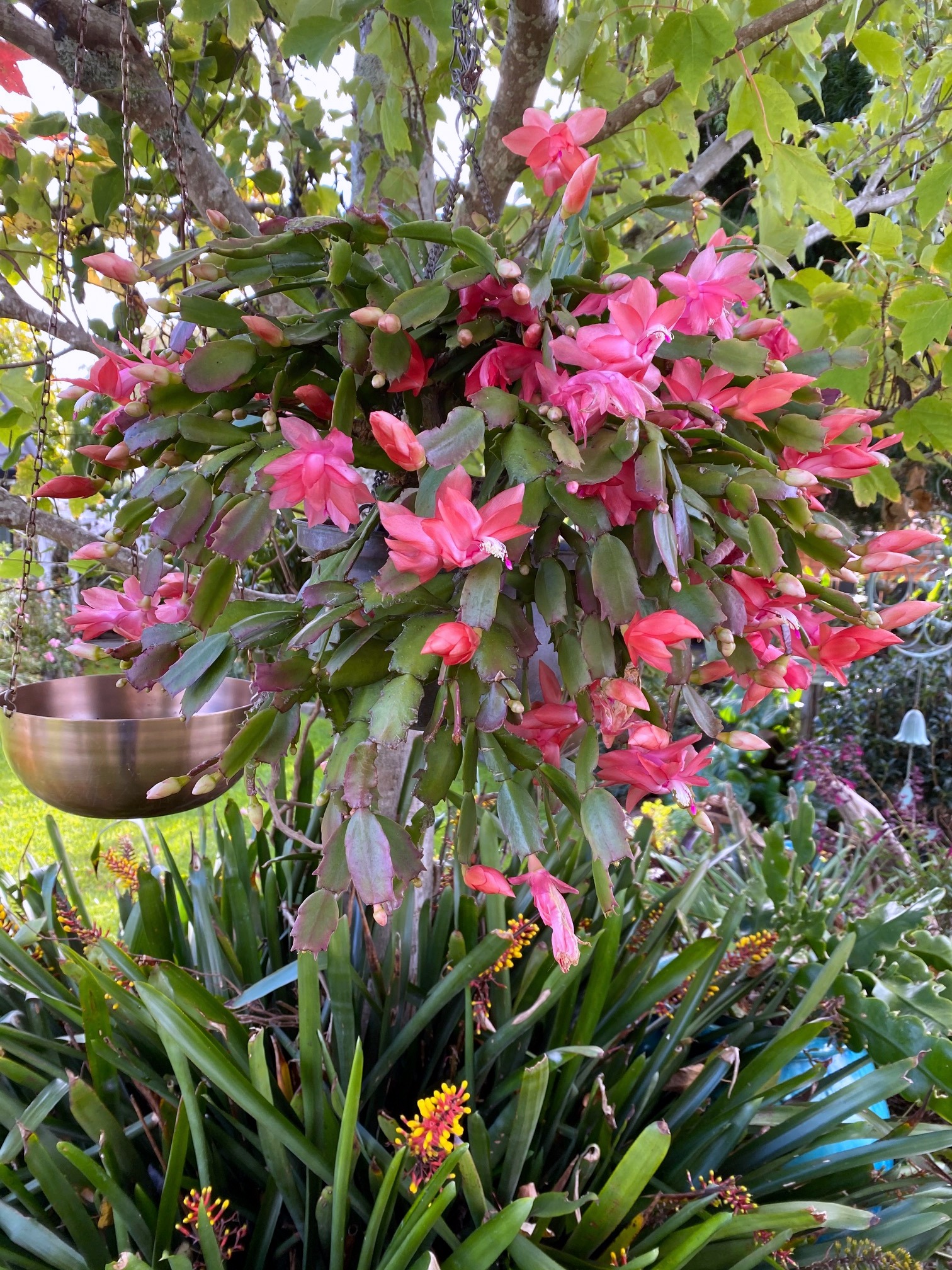 TwoConnect私人花园丨New ZealandAuckland丨Mary和Mark Jones-52