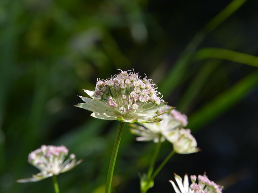 Eau de bonheur - Didier Danet - Entreprise Paysagiste-30