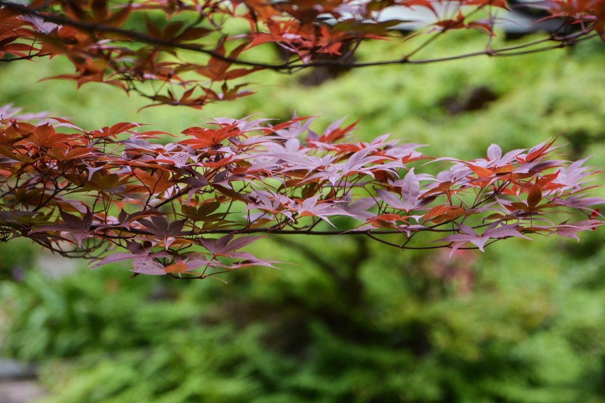 根津美术馆丨日本丨隈研吾-22