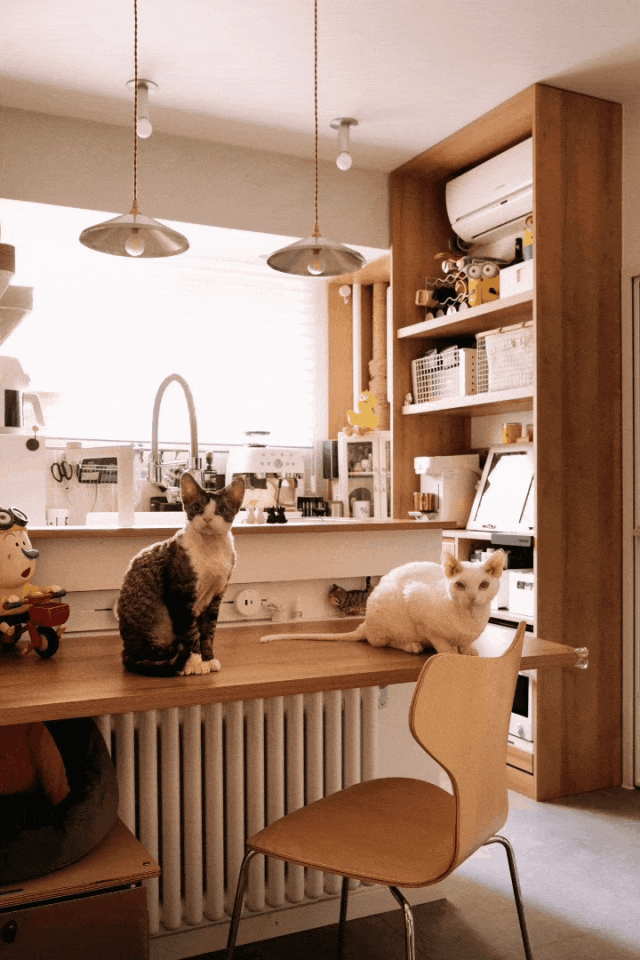 44㎡的治愈宇宙:一人四猫的共生乐园,小户型里的极致温柔-9