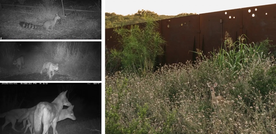 不止于人:连接文化与野生动物的跨桥丨美国丨STIMSON + Rialto Studio-39