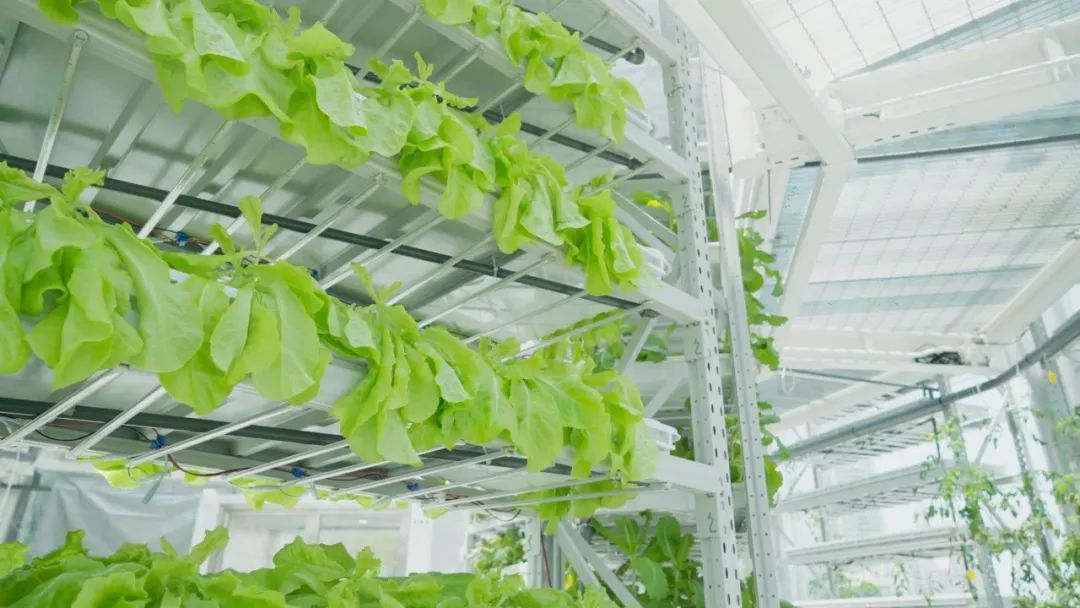 香港KFarm · 高科技农场的绿色奇迹丨中国香港丨陈启豪等-29