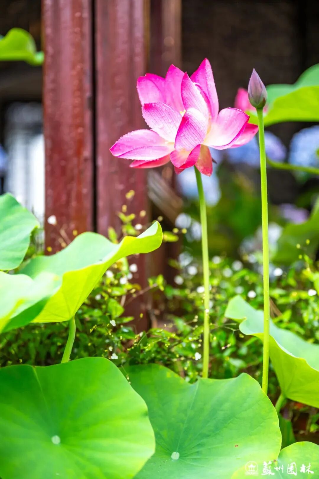 轻舟端阳！狮子林冷色系主题花境上新！-32