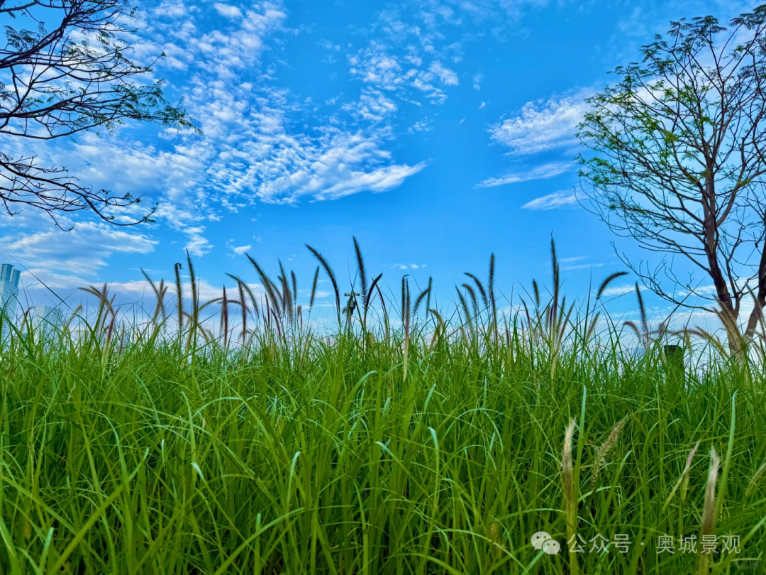 奥城景观||深圳•招商•太子湾K11项目景观工程-47