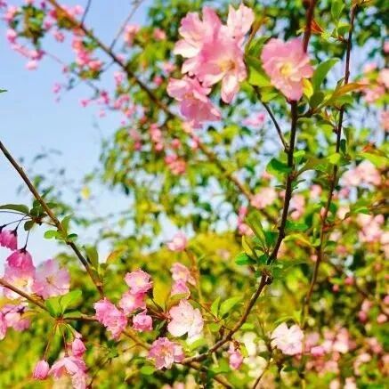 境作|恋“练”春光，“宝藏”踏青地：青浦徐练村，有多好逛？-90