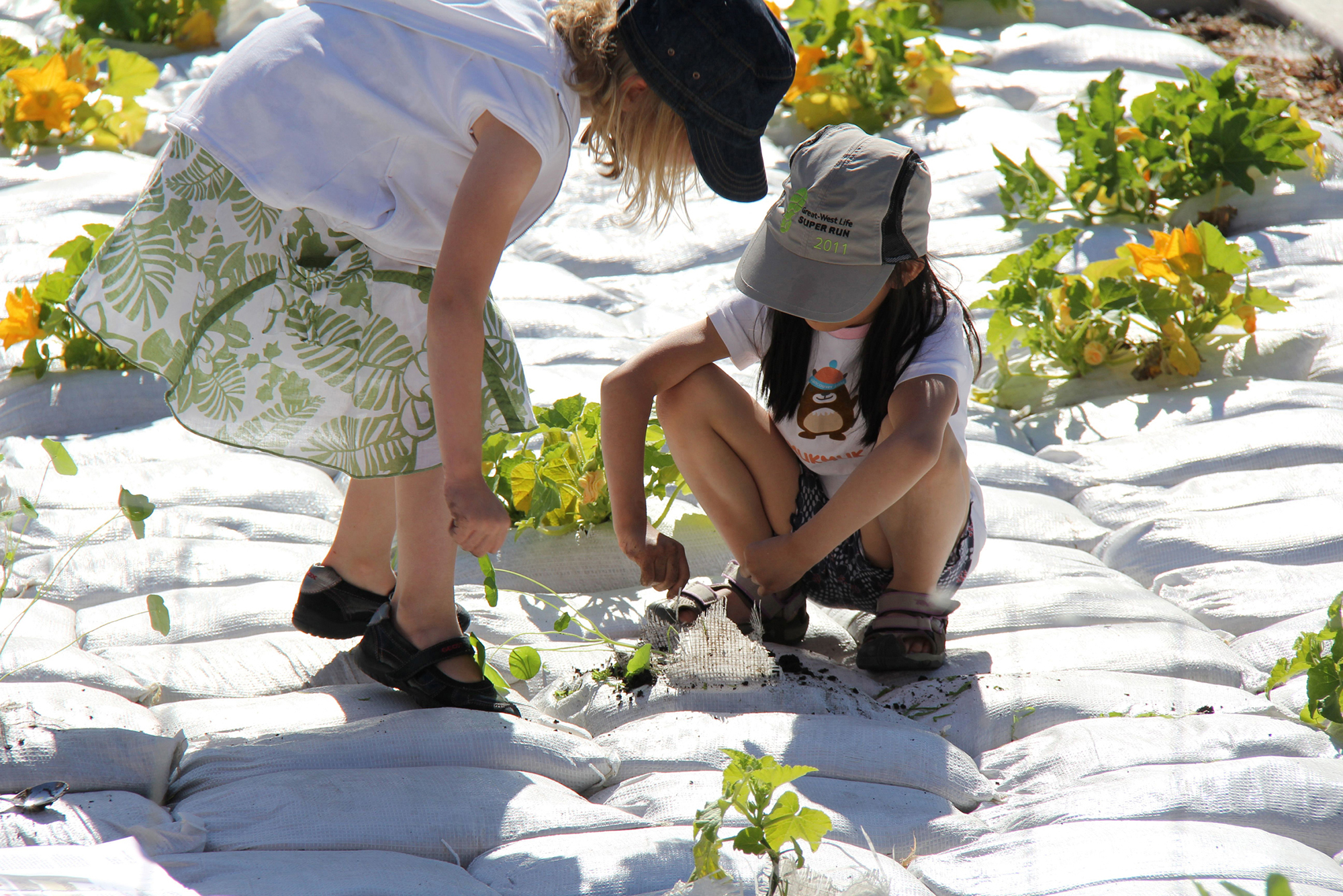 速溶花园丨加拿大温尼伯-33