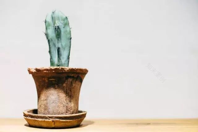 两个小女生,造了一间全镇上最文艺的花房,从此与花草为伴-142