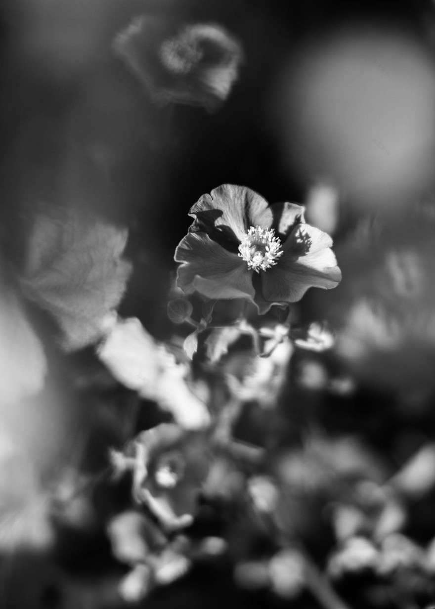 7000 Oaks 与城市生态共生的艺术设计-40