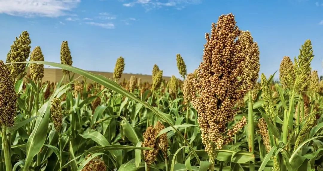 只有河南·戏剧幻城丨中国郑州丨吕元祥设计,永续设计等-18