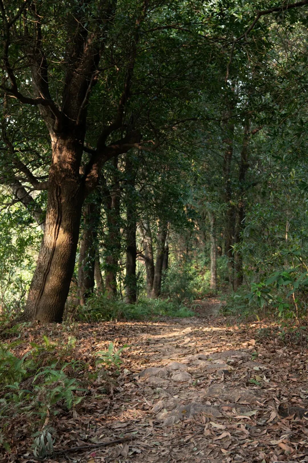 未名新作|山野有乾坤都市藏鲲鹏-深圳山海连城计划罗湖区东湖公园郊野径-莲塘口岸线-44