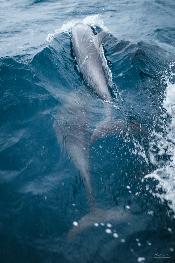 PHOTO | Cinnamon Dhonveli Maldives photography-16