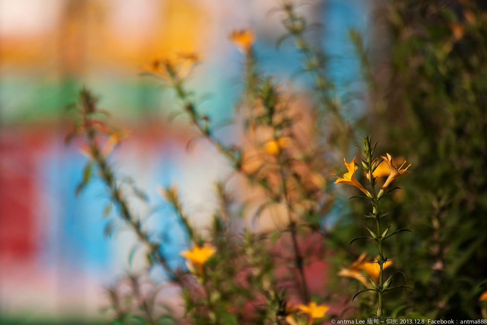 花 flower，蝶 butterfly-7