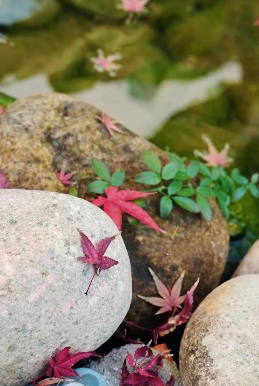 诗意小院设计丨禾景装饰工程有限公司-49