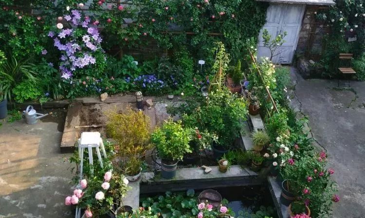 她花了4年，用月季，铁线莲，绣球把农村破败的小院打造成了花海，惊艳了时光-105