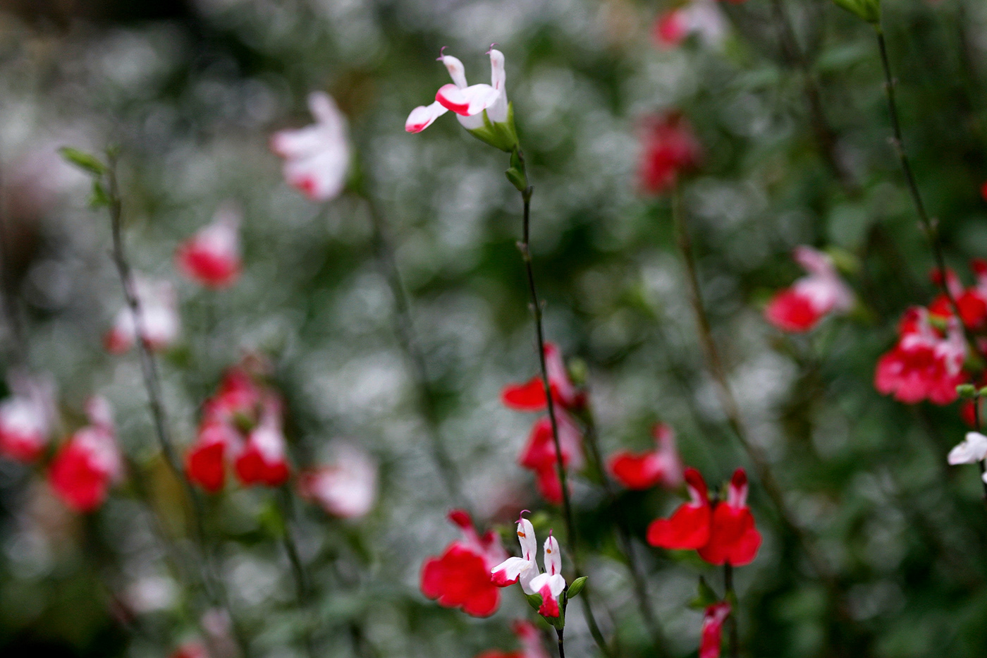 花 flower，蝶 butterfly-4