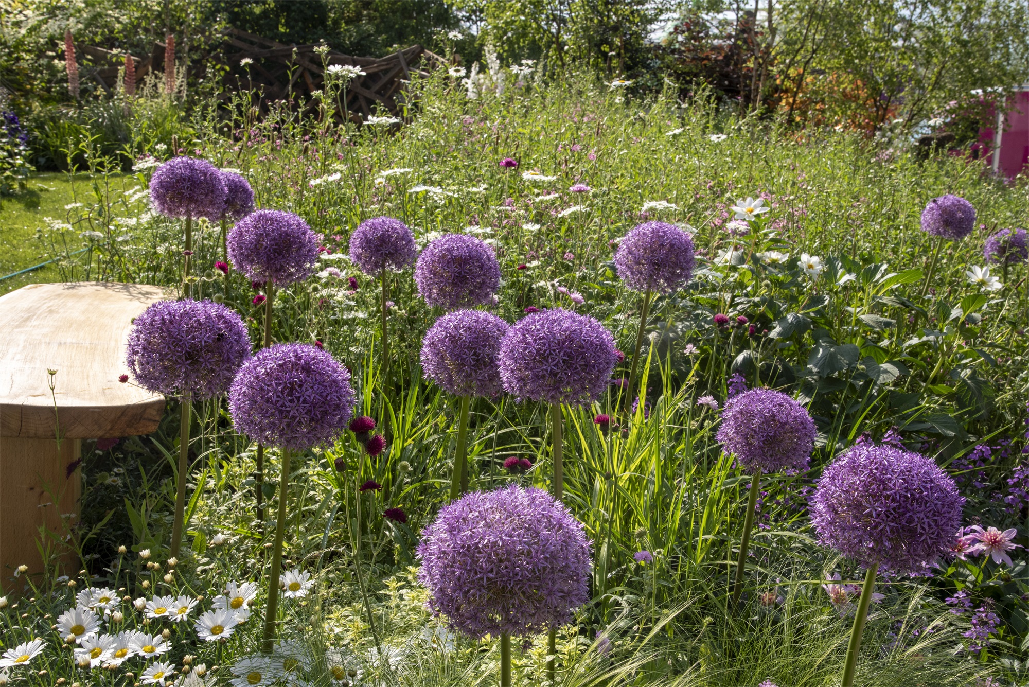 2024切尔西花园展获奖作品丨英国丨Royal Horticultural Society-436