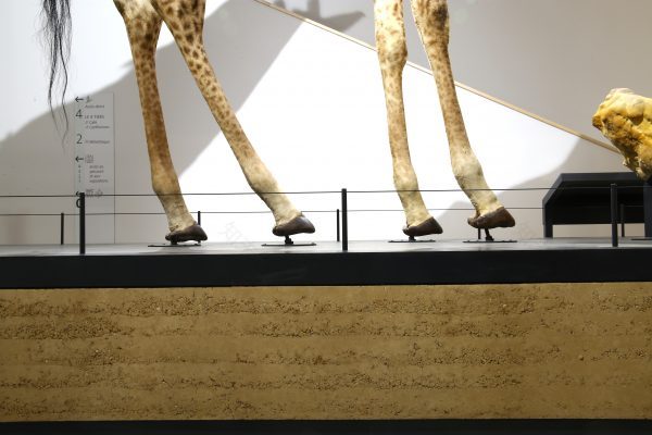 奥尔良生物多样性与环境博物馆生土展示台项目丨法国奥尔良-20