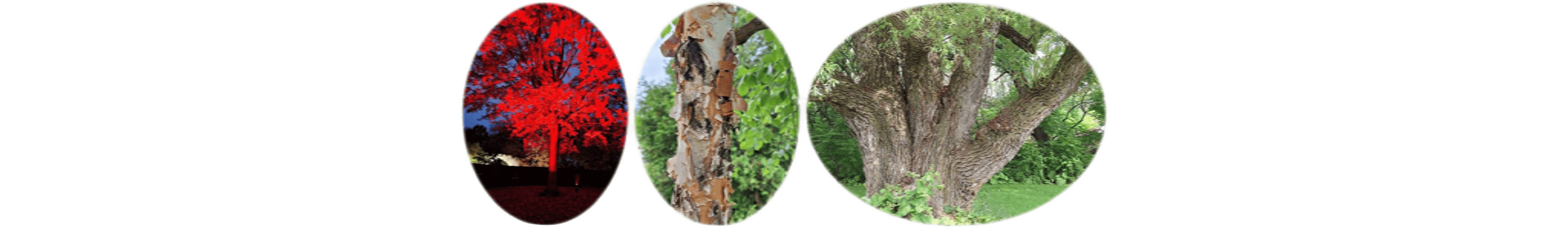 世界上的树木丨Sylvie D.-145