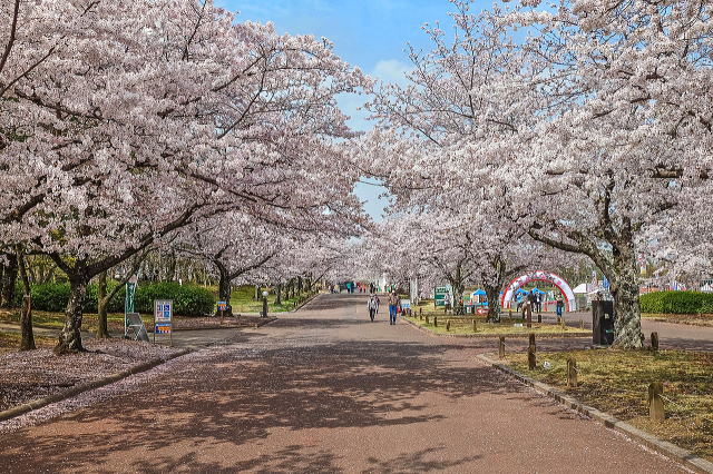 万博記念公園（日本庭園・自然文化園）丨安哥拉万博-51