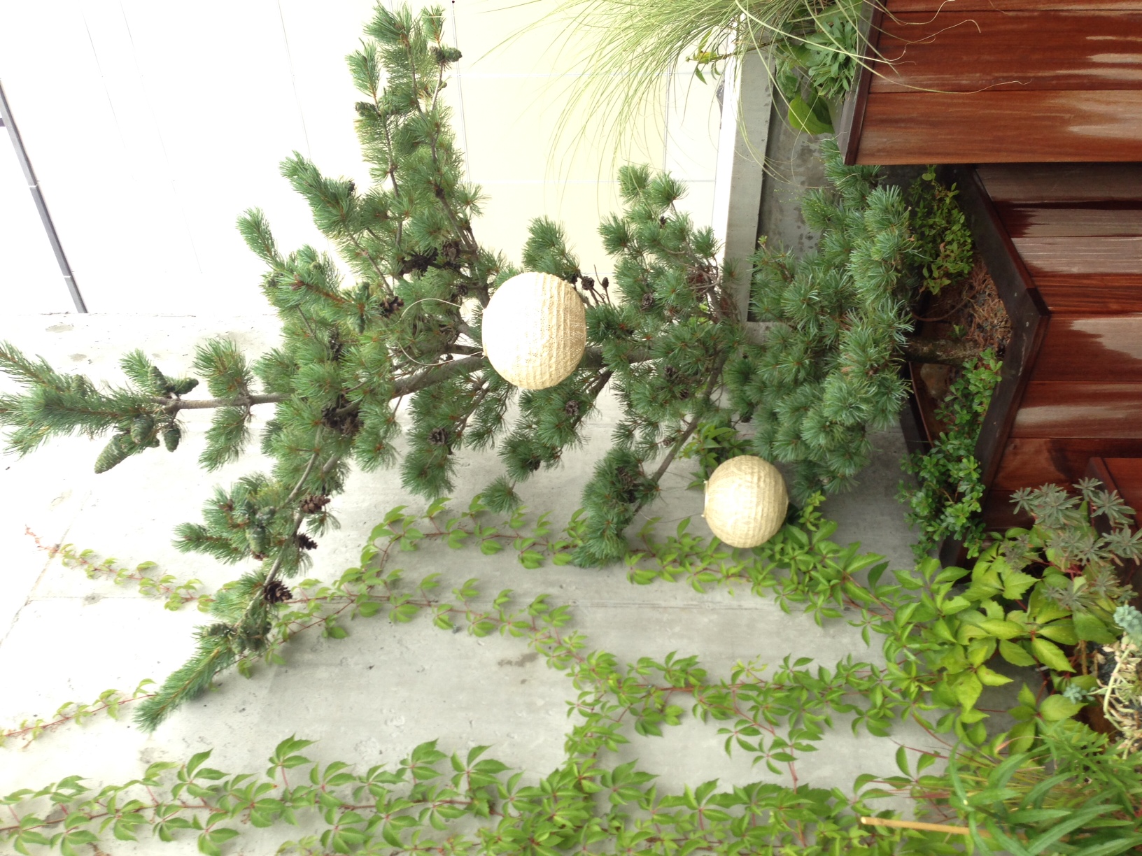 太平洋街排屋丨Alive Structures-8