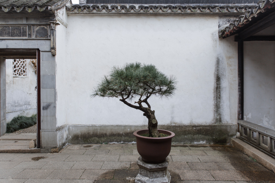 艺圃 Garden of Cultivation丨中国苏州丨whyseeimage-18