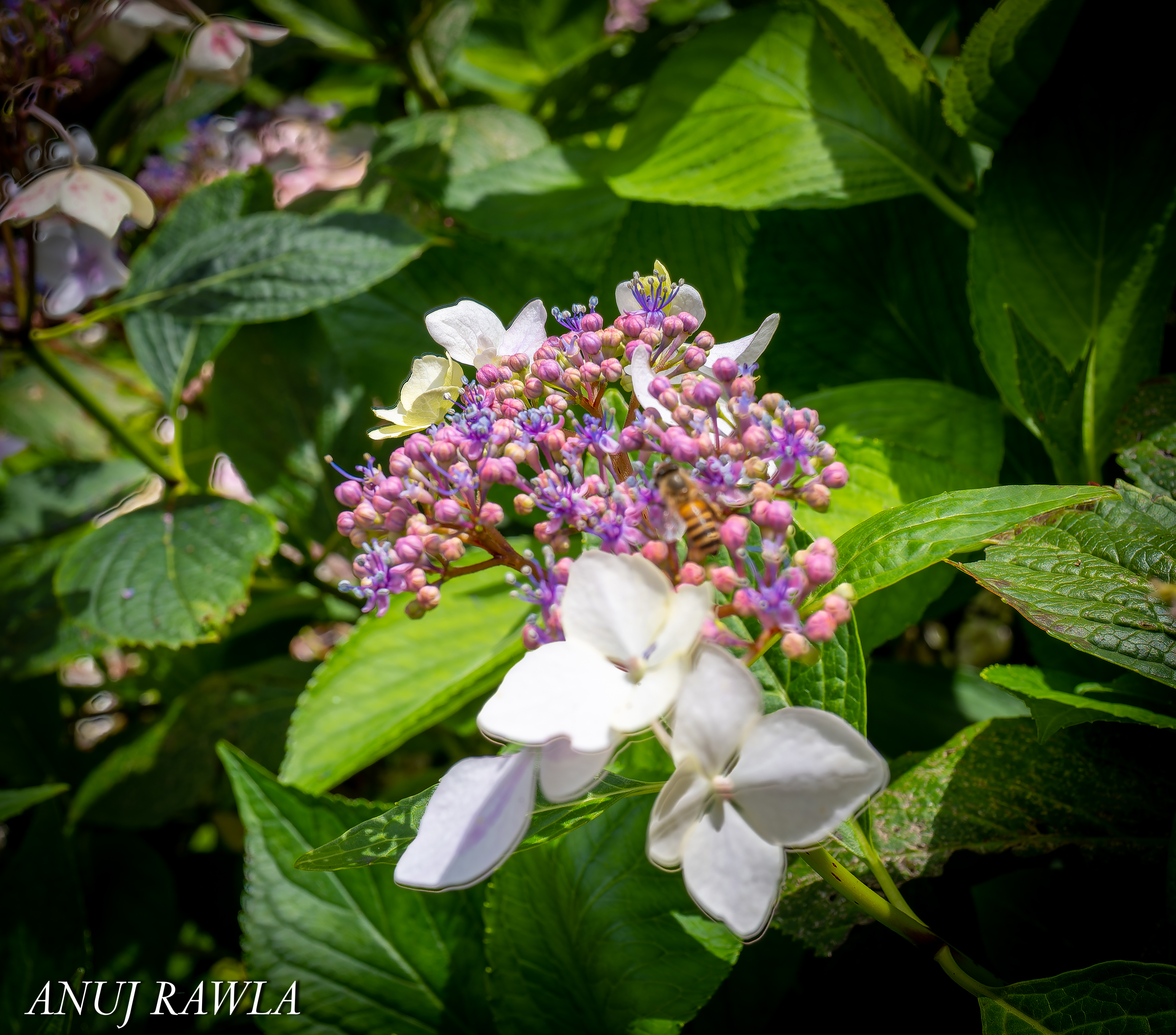 Wildflower Hall - August 2021-47