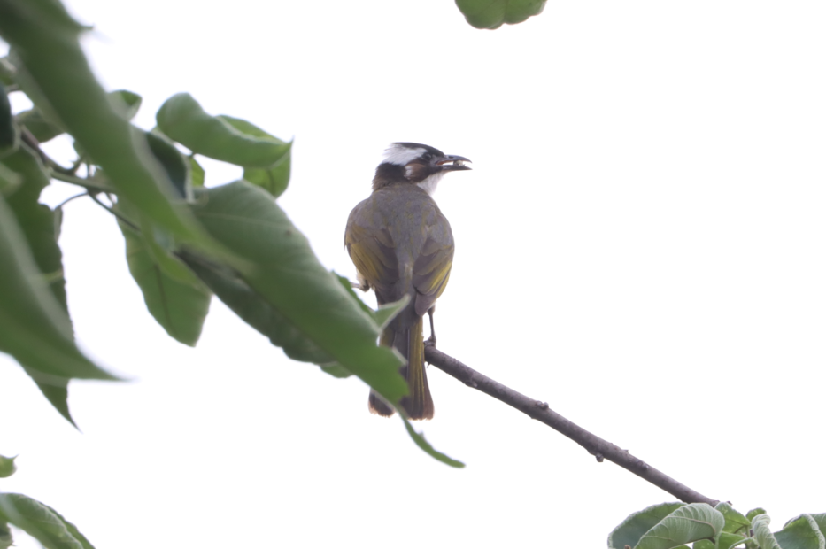 茏腾·探秘自然·鸟类涂鸦之旅-16