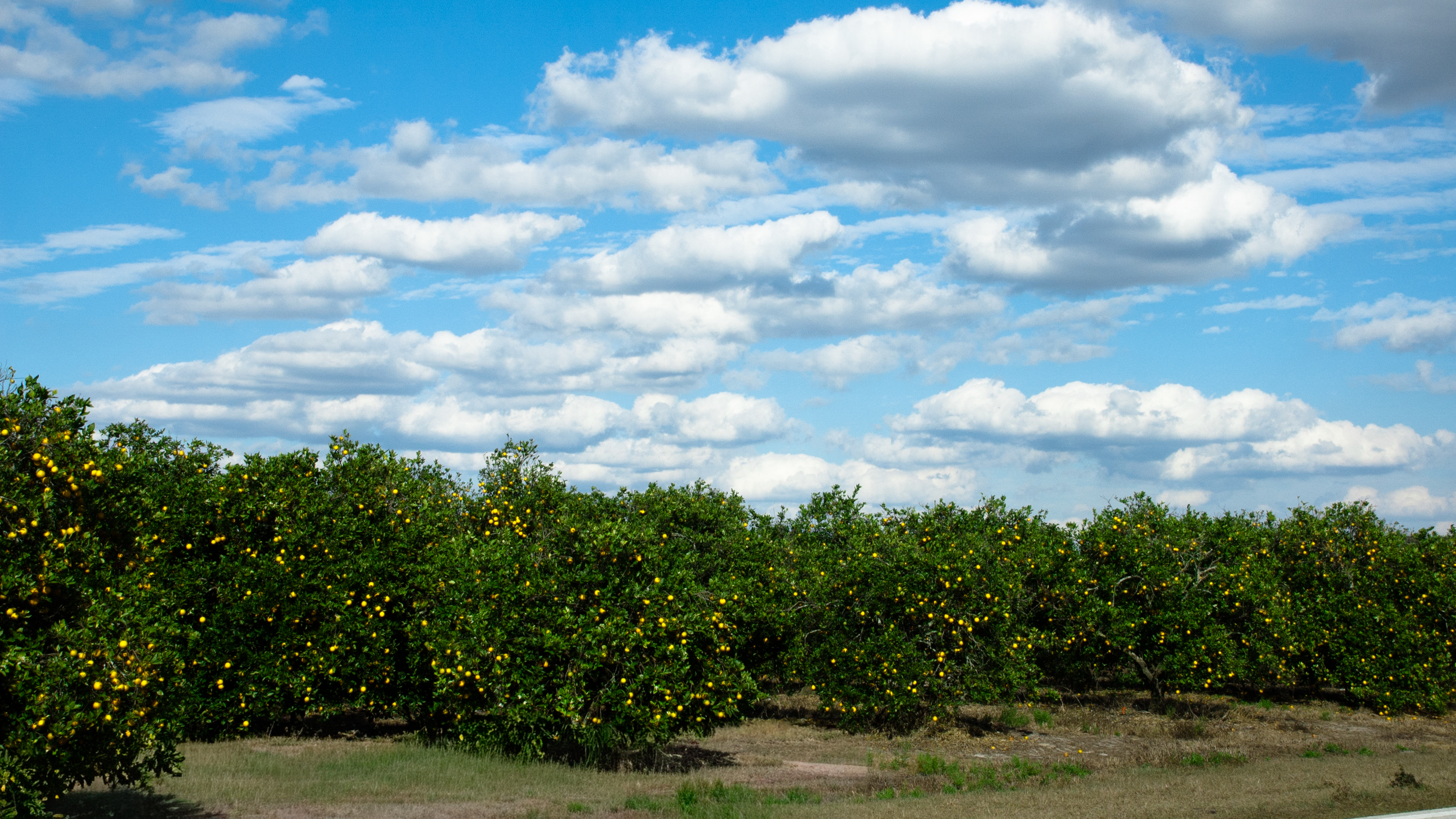 世界上的树木丨Sylvie D.-241