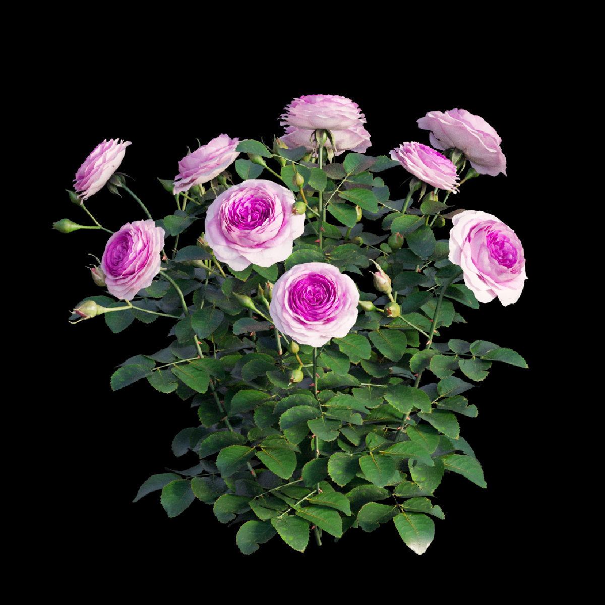 瑞典女王玫瑰-10