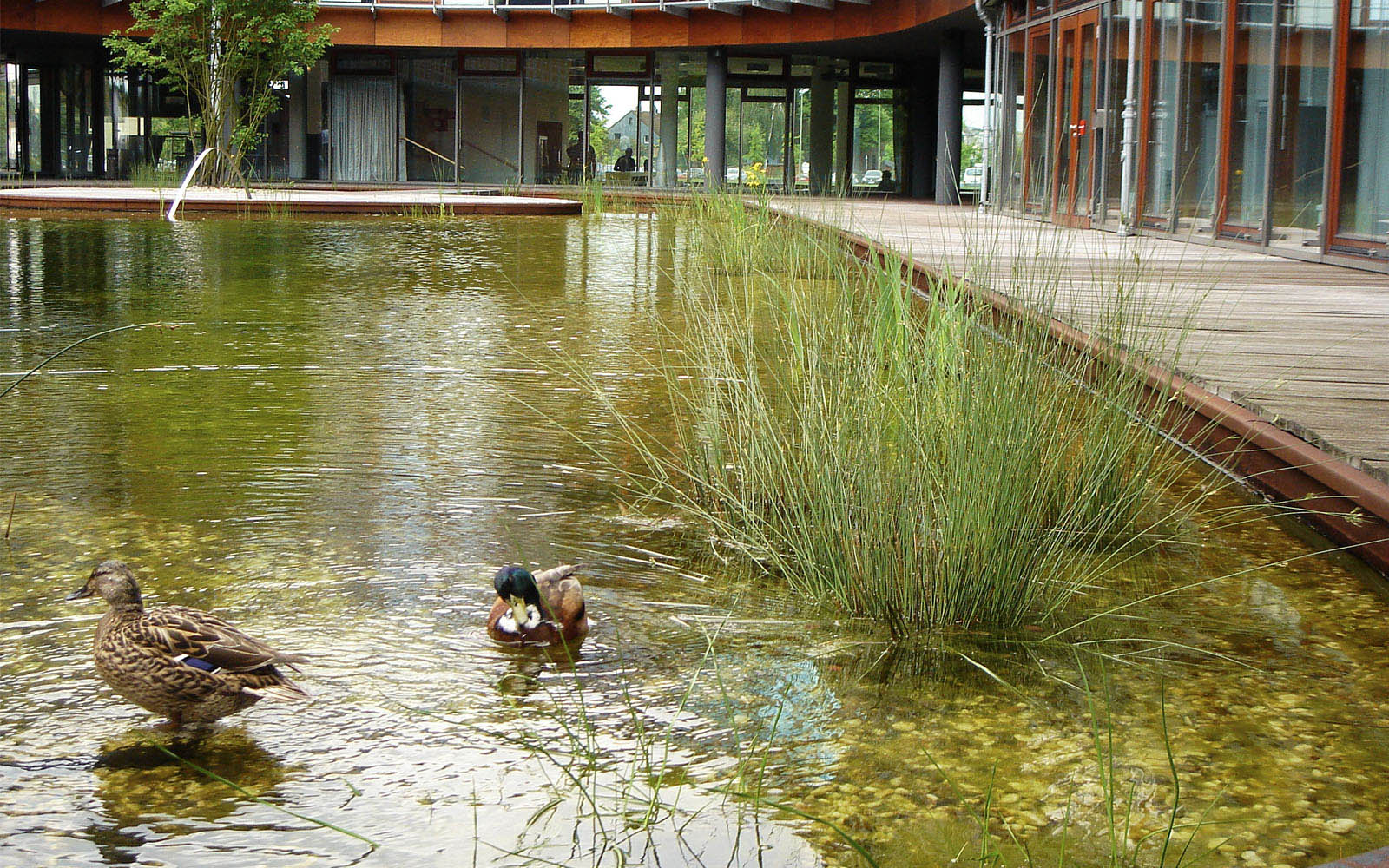 德国 Infineon Duisburg 办公环境设计-3