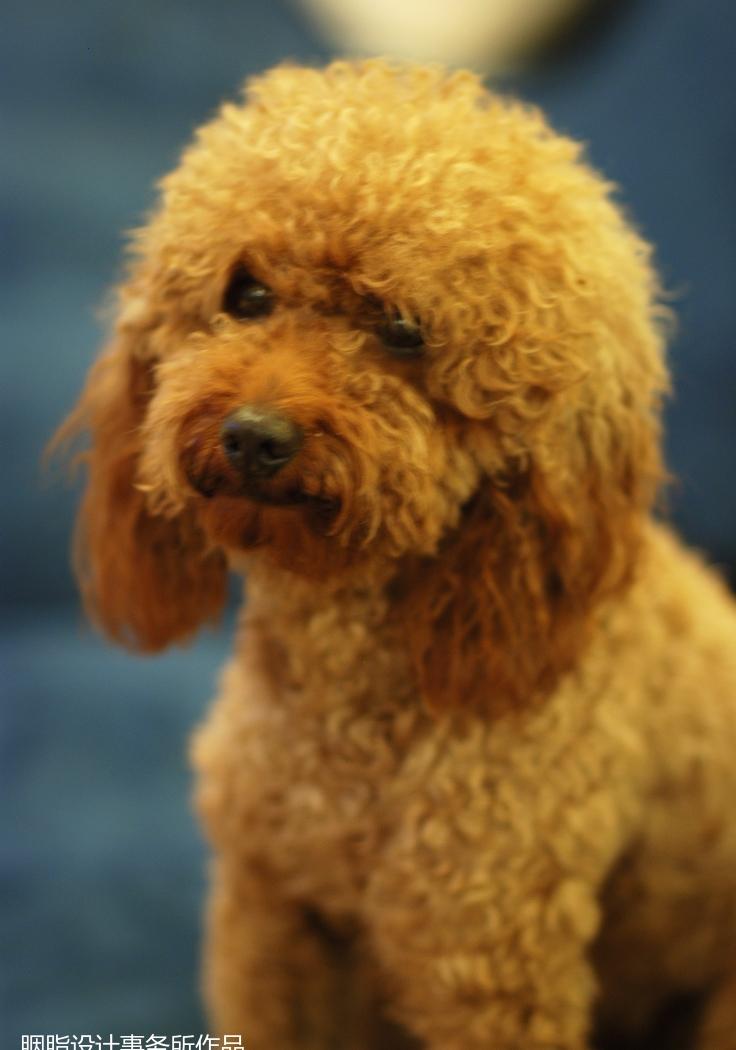 胡狸胭脂设计 · 地中海风格普罗旺斯风情-56