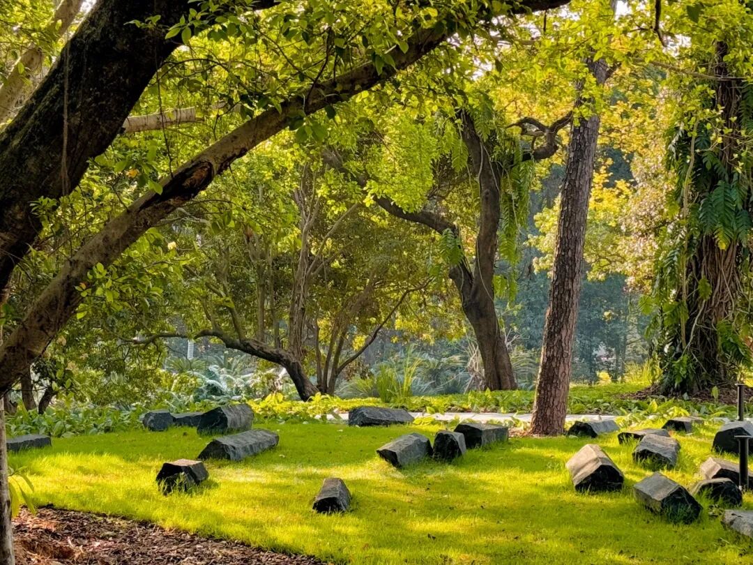 十一赏景别错过！华南国家植物园[绿美广东物种展示园]-96