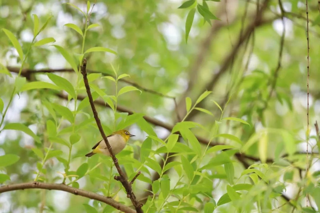 地球日特辑 | 社区花园VS城市生境-93