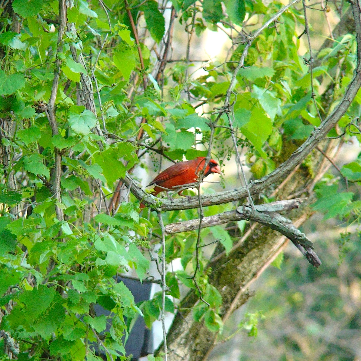 复古复兴 | 19 世纪 50 年代美国宾夕法尼亚州小威尼斯建筑群-141