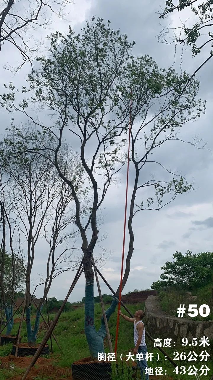 湖南衡阳 148 棵精品乌桕景观设计丨中国衡阳丨看见景观-60