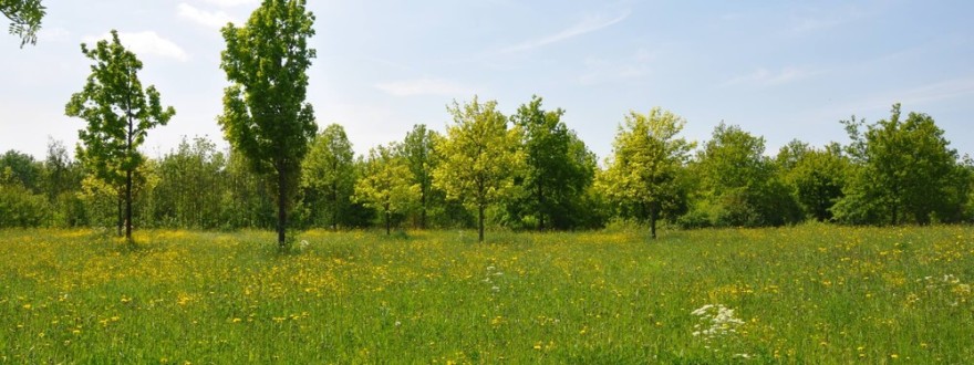 Prins Bernhardbos 种植方法研究丨荷兰-29