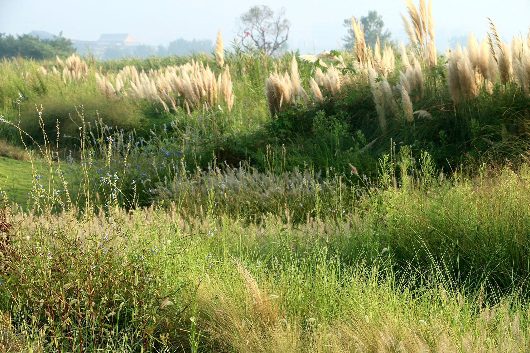 多岛海野草公园丨中国日照丨孔祥伟工作室-118