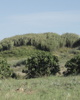 Some Version Of Pastoral