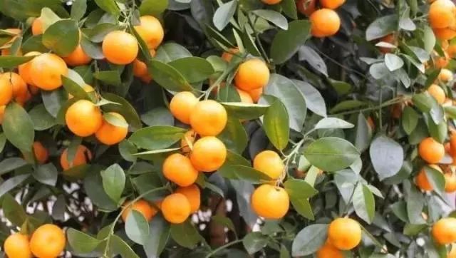 罗汉松 | 庭院中的守财吉祥树-242