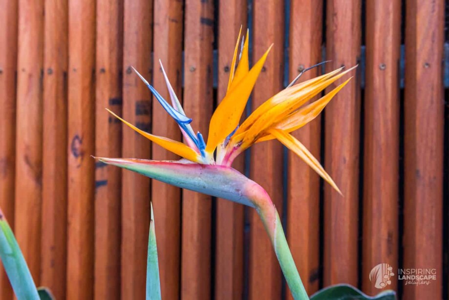 Hawthorn景观设计与施工项目丨Inspiring Landscape Solutions-10