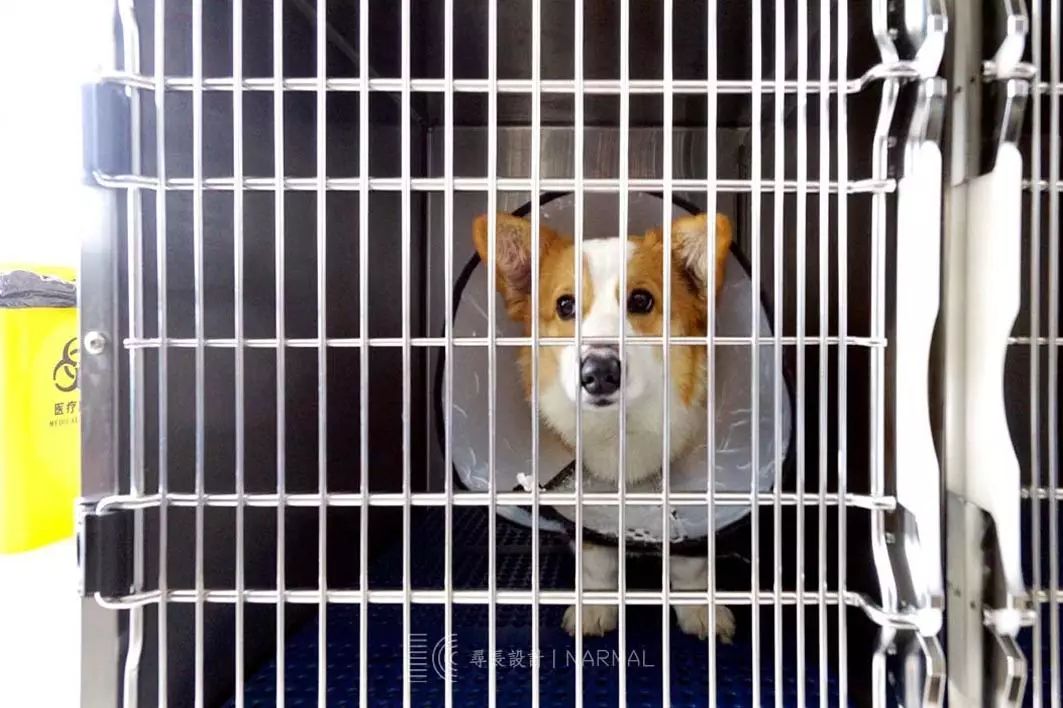 寻长·作品 | 萌宠看病记-70