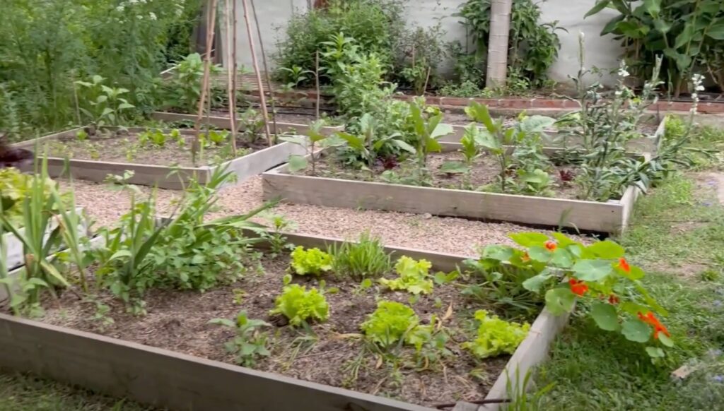 Jardinera Científica的花园（含菜园和鸟类喷泉）丨Dalila（Jardinera Científica）-38