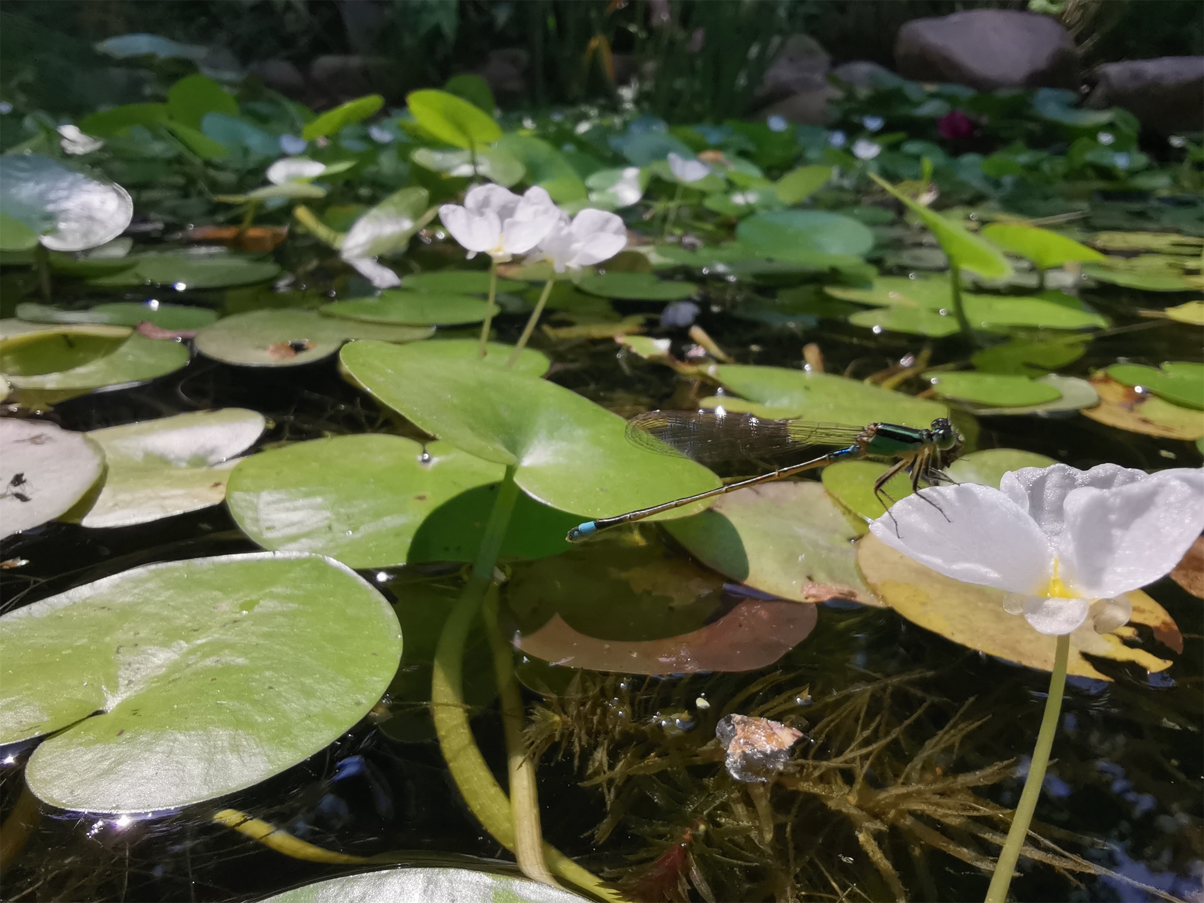 上海长宁区虹旭生境花园 | 城市野生动植物的绿色家园-62