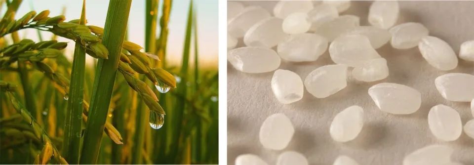 崇明稻米文化中心二期 | 粮仓变身的米文化体验空间-14