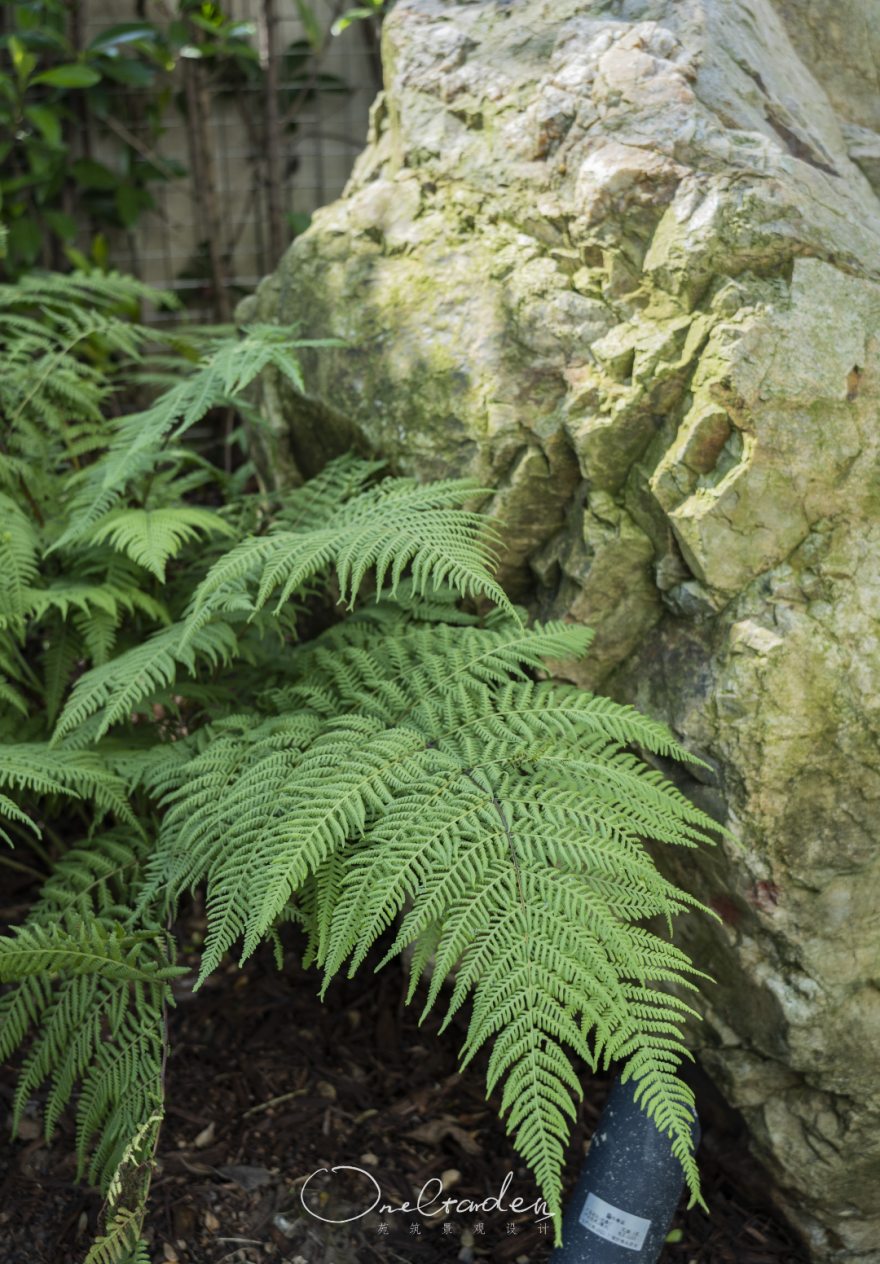 自然野趣 · 城市边缘的 800㎡花园秘境丨OneGarden-29