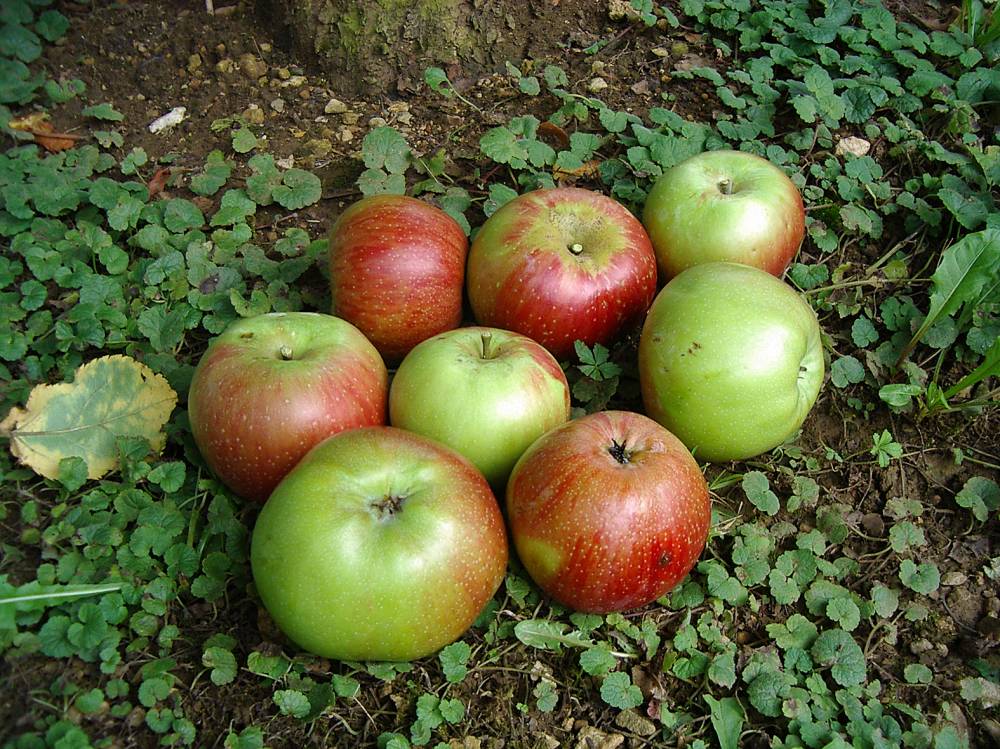 Revermont菜园和果园博物馆丨法国-11