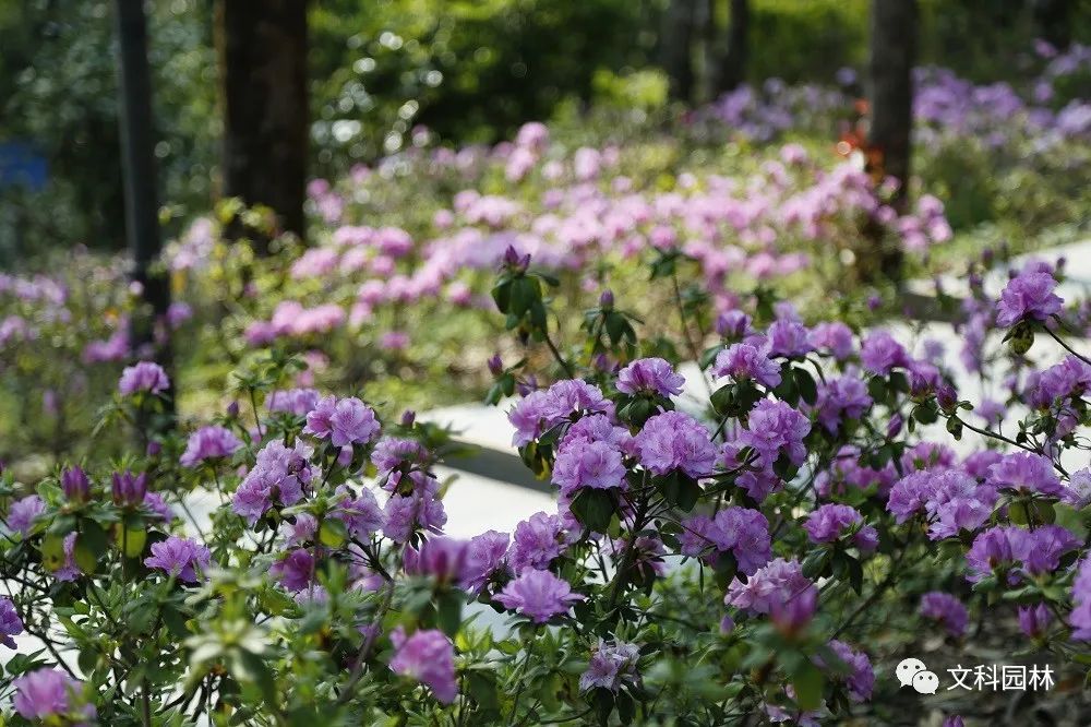 深圳市梧桐山第六届毛棉杜鹃花会景观设计丨中国深圳丨文科园林-53