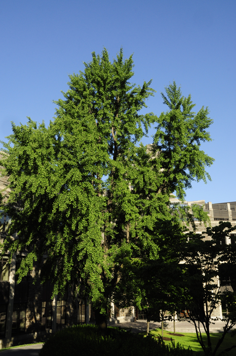 福特汉姆大学校园景观丨美国纽约市-10