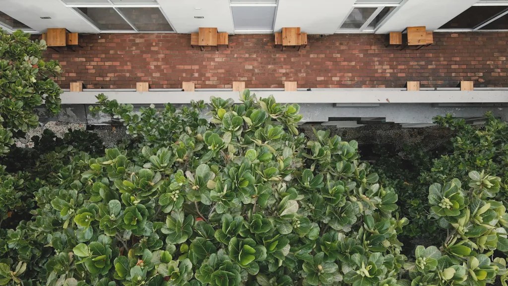 丨巴西伯南布哥-233